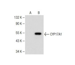 CYP17A1 Antibody (D-12) - Western Blotting - Image 149474