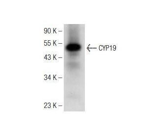 western blotting image from recommended CYP19 (E-9) monoclonal antibody replacement. Image 148977