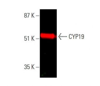 CYP19 Antibody (E-9) - Western Blotting - Image 378824 