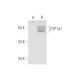 CYP1A1 Antibody (1A3-03) - Western Blotting - Image 59237