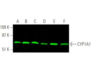 western blotting image from recommended CYP1A1 (A-9) monoclonal antibody replacement. Image 375647