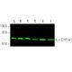 western blotting image from recommended CYP1A1 (A-9) monoclonal antibody replacement. Image 375647