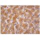 CYP1A2 Antibody (3B8C1) - Immunohistochemistry - Image 263050 