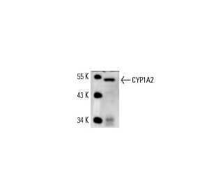 CYP1A2 Antibody (3B8C1) - Western Blotting - Image 14615 