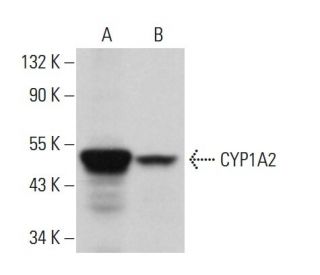CYP1A2 Antibody (D-3) - Western Blotting - Image 380903 