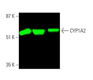 CYP1A2 Antibody (D15) - Western Blotting - Image 386190 