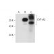CYP1A2 Antibody (F-7) - Western Blotting - Image 314579