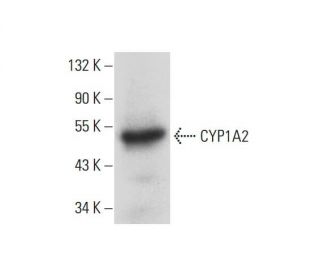 CYP1A2 Antibody (D-3) - Western Blotting - Image 297984