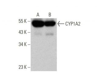CYP1A2 Antibody (16VII F10F12) - Western Blotting - Image 353445