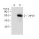 western blotting image from recommended CYP1B1 (G-4) monoclonal antibody replacement. Image 149484