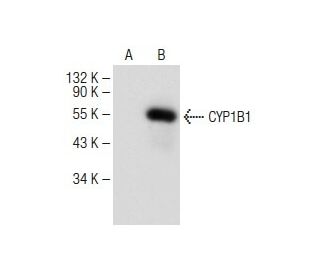 CYP1B1 Antibody (G-4) - Western Blotting - Image 149484The Double Nickase Plasmid features a U6 promoter for sgRNA expression, a 20 nt targeting sequence, and a gRNA scaffold to guide Cas9n. It includes a CBh promoter for Cas9n (D10A) and puromycin resistance, GFP for transfection verification, and nuclear localization signals (NLS). The 2A peptide allows co-expression of Cas9n and Puro from a single promoter, enabling precise genome editing with reduced off-target effects. 