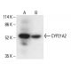 CYP21A2 Antibody (B-7) - Western Blotting - Image 411310