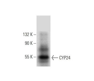 western blotting image from recommended CYP24 (E-7) monoclonal antibody replacement. Image 143561