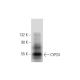 western blotting image from recommended CYP24 (E-7) monoclonal antibody replacement. Image 143561