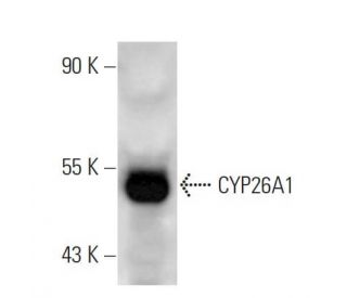 CYP26A1 Antibody (F27 P6 A1) - Western Blotting - Image 14616The Double Nickase Plasmid features a U6 promoter for sgRNA expression, a 20 nt targeting sequence, and a gRNA scaffold to guide Cas9n. It includes a CBh promoter for Cas9n (D10A) and puromycin resistance, GFP for transfection verification, and nuclear localization signals (NLS). The 2A peptide allows co-expression of Cas9n and Puro from a single promoter, enabling precise genome editing with reduced off-target effects.