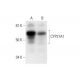 CYP27A1 Antibody (D-12) - Western Blotting - Image 293040 