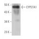 CYP27A1 Antibody (D-12) - Western Blotting - Image 363836