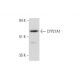 CYP27A1 Antibody (D-2) - Western Blotting - Image 326535