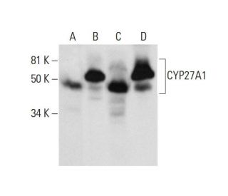 western blotting image from recommended CYP27A1 (G-2) monoclonal antibody replacement. Image 291866