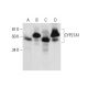 western blotting image from recommended CYP27A1 (G-2) monoclonal antibody replacement. Image 291866