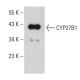 CYP27B1 Antibody (E-7) - Western Blotting - Image 396630