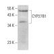 CYP27B1 Antibody (G-5) - Western Blotting - Image 385293