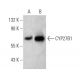 western blotting image from recommended CYP27B1 (G-5) monoclonal antibody replacement. Image 374537