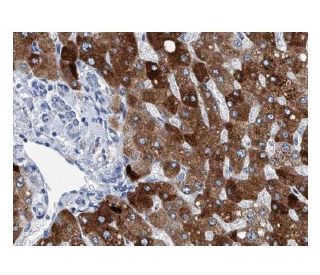 CYP2A6 Antibody (F16 P2 D8) - Immunohistochemistry - Image 137248 