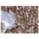 CYP2A6 Antibody (F16 P2 D8) - Immunohistochemistry - Image 137248 