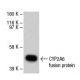 CYP2A6 Antibody (F16 P2 D8) - Western Blotting - Image 47819