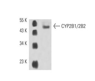 CYP2B1/2B2 Antibody (h7) - Western Blotting - Image 15511