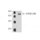 CYP2B1/2B2 Antibody (h7) - Western Blotting - Image 15511