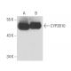 CYP2B1/2B2 Antibody (9.14) - Western Blotting - Image 18136 