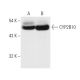 CYP2B1/2B2 Antibody (b/e3) - Western Blotting - Image 13648