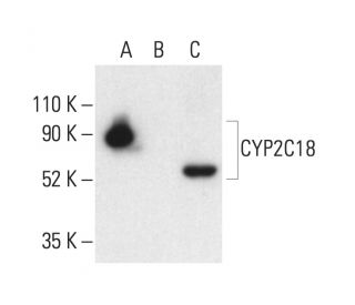 CYP2C18 Antibody (A-8) - Western Blotting - Image 403903