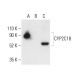 CYP2C18 Antibody (A-8) - Western Blotting - Image 403903