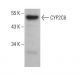 CYP2C6 Antibody (213xB12C6) - Western Blotting - Image 376431