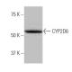 CYP2D6 Antibody (2K6) - Western Blotting - Image 53852