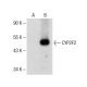 CYP2F1 Antibody (E-10) - Western Blotting - Image 285138
