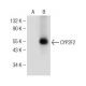 CYP2F2 Antibody (E-7) - Western Blotting - Image 150857