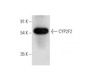 CYP2F2 Antibody (F-9) - Western Blotting - Image 319558 