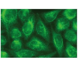CYP2J2 Antibody (D-6) - Immunofluorescence - Image 114146 