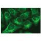 CYP2J2 Antibody (E-6) - Immunofluorescence - Image 114145 