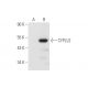 CYP2J2 Antibody (E-6) - Western Blotting - Image 58005 
