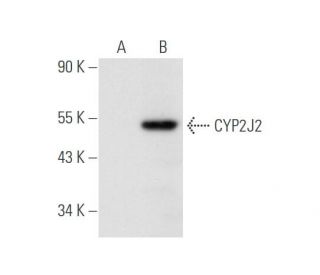 CYP2J2 Antibody (D-6) - Western Blotting - Image 58007 