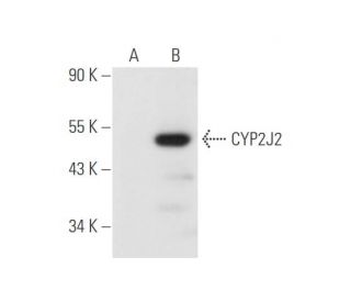 CYP2J2 Antibody (E-6) - Western Blotting - Image 58005