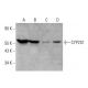CYP2S1 Antibody (A-1) - Western Blotting - Image 348626