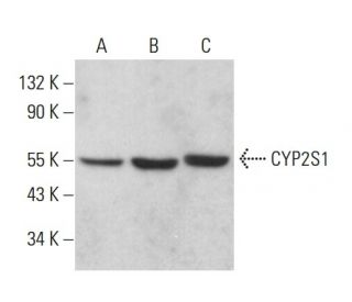CYP2S1 Antibody (A-1) - Western Blotting - Image 380010 