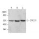 CYP2S1 Antibody (A-1) - Western Blotting - Image 380010 