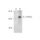 CYP2S1 Antibody (E-2) - Western Blotting - Image 308109 
